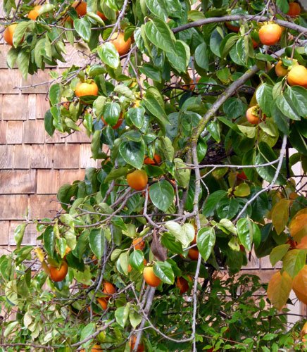 Persimmon Tree